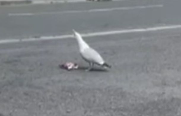 The picture shows Steven Seagull stopping on the sidewalk to look at the results of his theft.