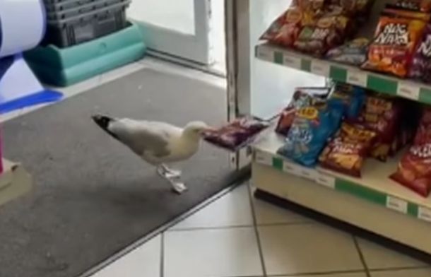 The picture shows Steven Seagull grabbing a bag of chips from the shelf.