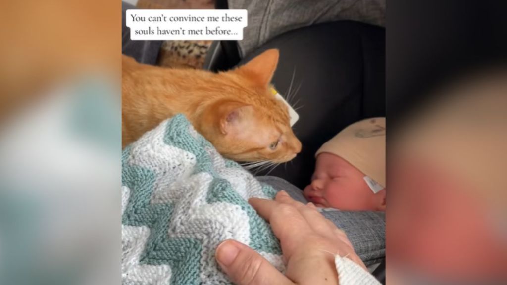 A cat looking at a baby in a carrier.