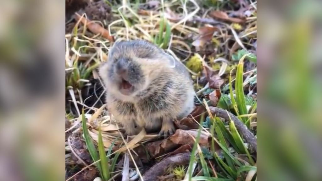 A baby pika crying out in the wild.