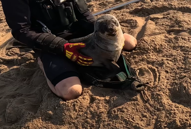 A baby seal sitting with a human rescuer in the sand. 