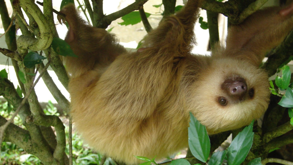 baby two-toed sloth