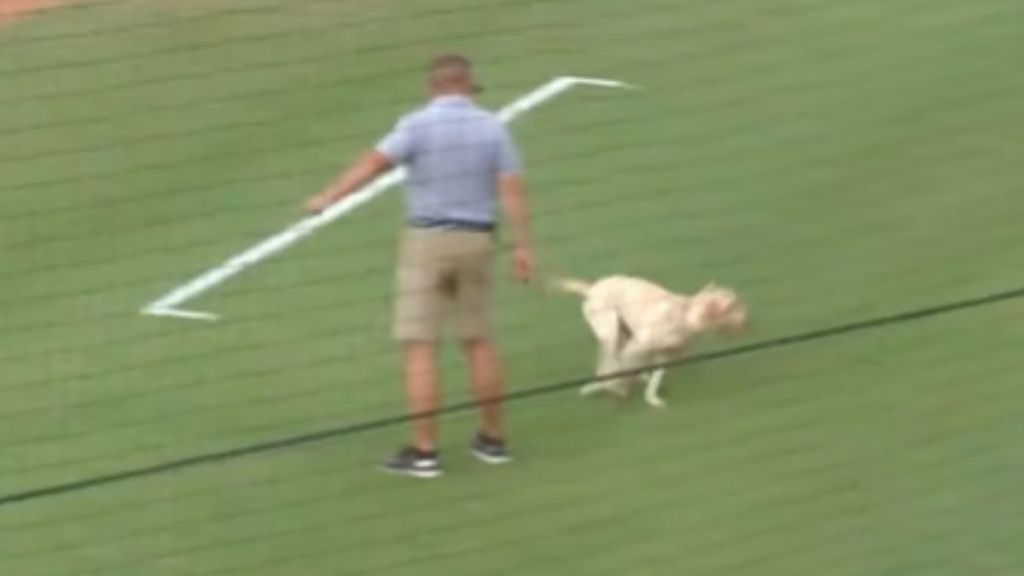 A dog running across a sports field while a man points in the opposite direction.