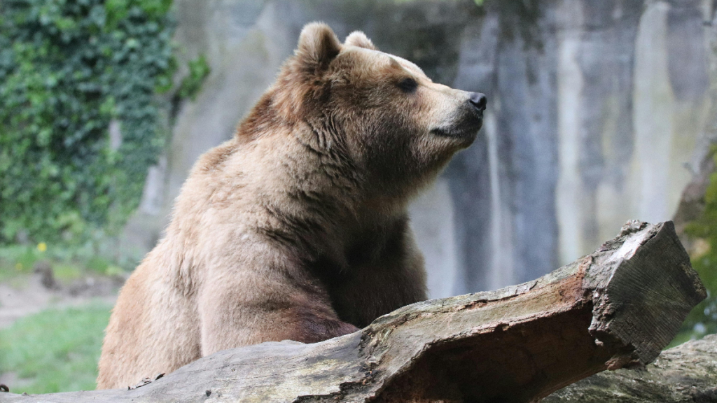 bear chef