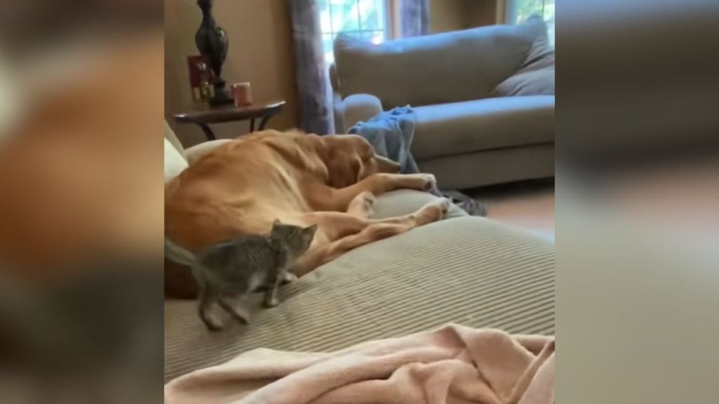 A kitten and a golden retriever on a couch.