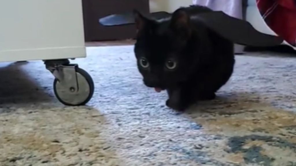 A black cat wearing dragon wings as a Halloween costume.