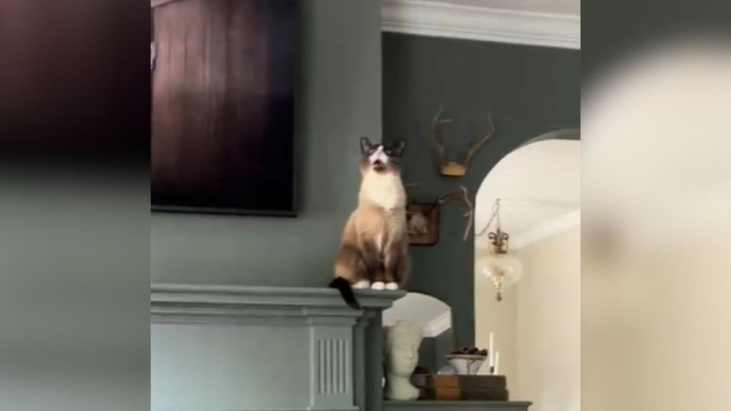 A cat sitting on a mantelpiece, meowing.