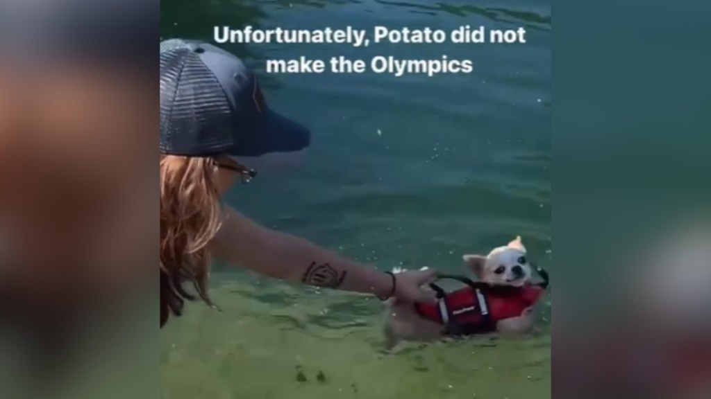 A woman leans forward to grab a chihuahua swimming in a life jacket in a river. Text on the image reads: Unfortunately, Potato did not make the Olympics