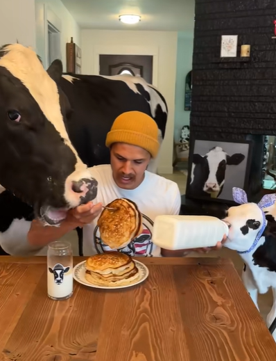 A man tries to eat pancakes while surrounded by cows. 