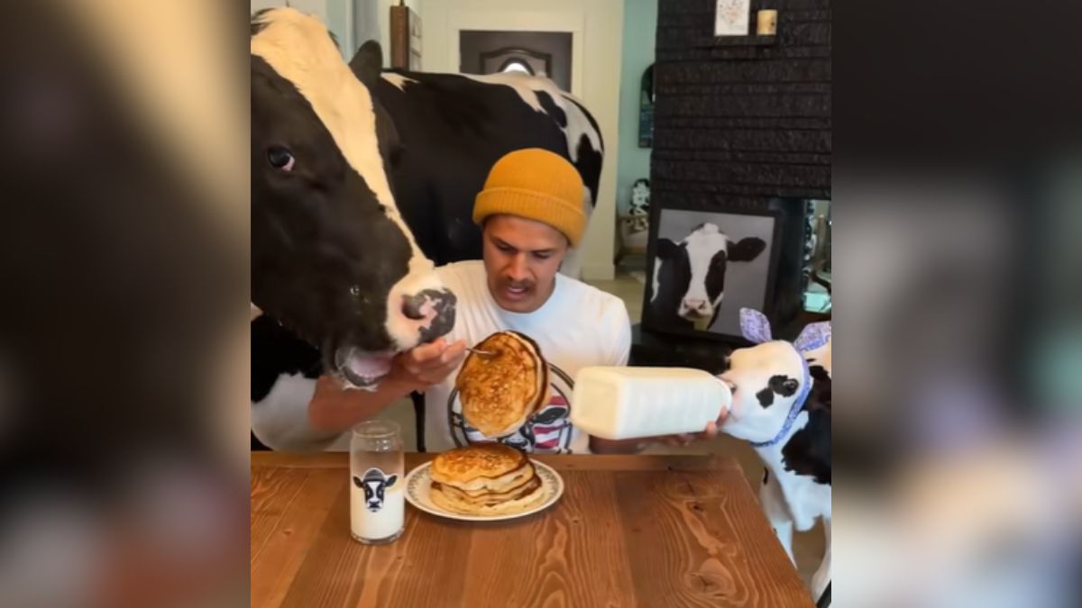 Cow dad shares adorable “morning routine with Bruce”