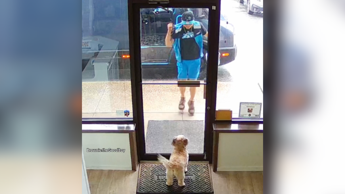 The understandable reaction of a delivery driver when he discovered the “shop dog” – InspireMore