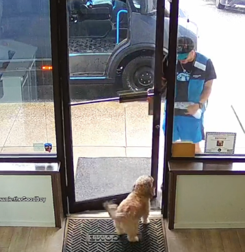 Delivery driver and dog open door