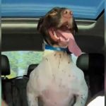 A dog riding in the car with her tongue hanging out.