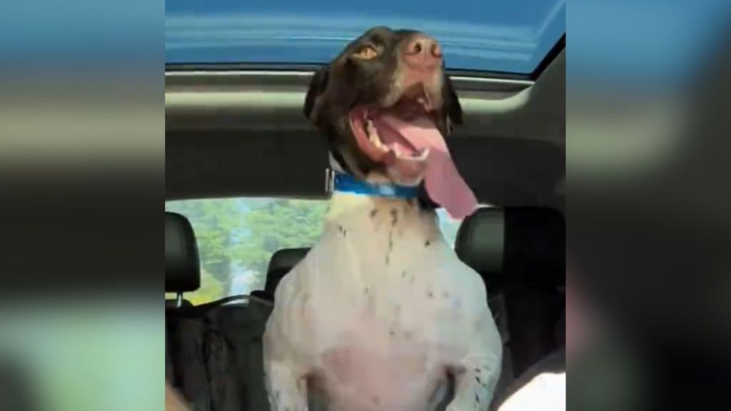 A dog riding in the car with her tongue hanging out.