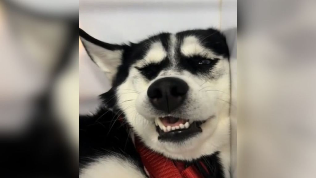 A dog making a funny face after waking up from anesthesia.