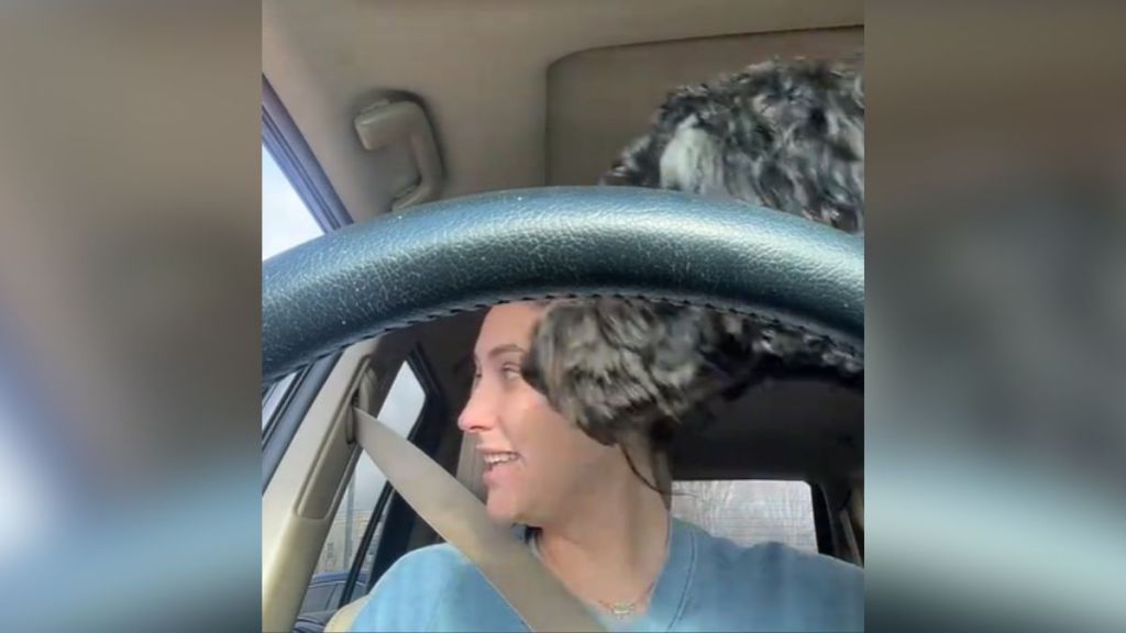 A woman and her dog behind the wheel in their car.