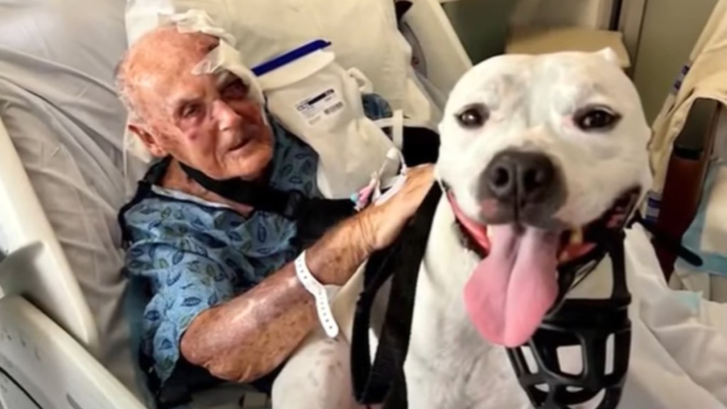 An injured 86-year-old man sits in a hospital bed. His dog happily pants, tongue out, while sitting next to him. The man pets the dog.