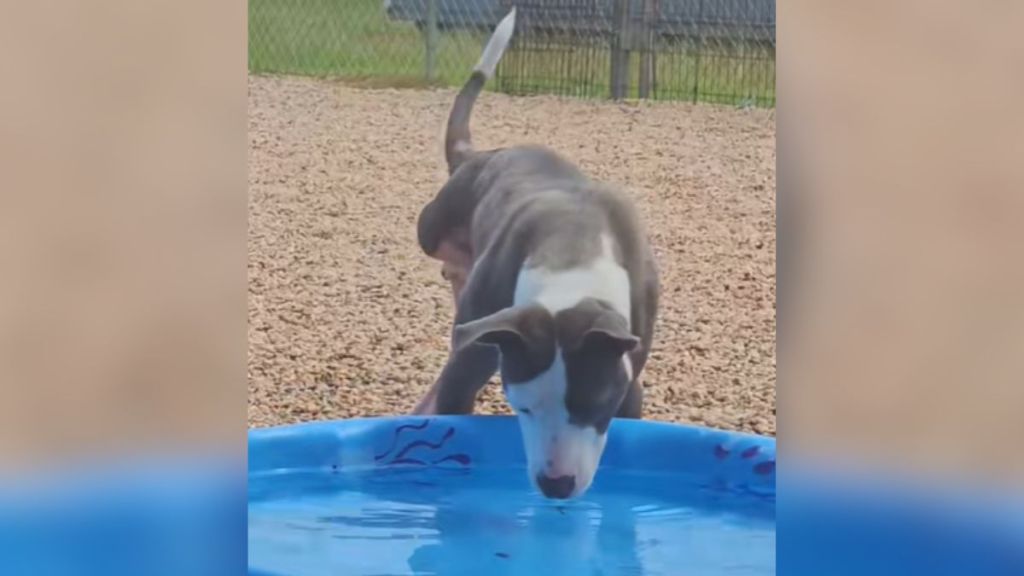 A three-legged dog peering into a kiddie pool.