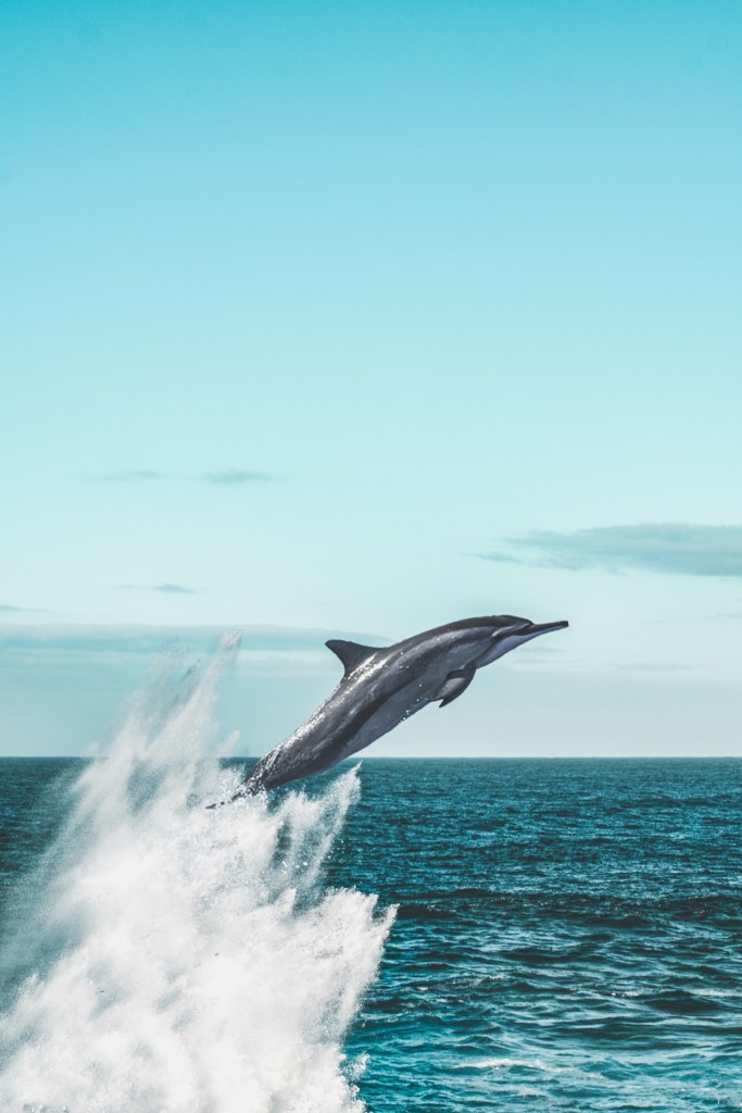 A dolphin leaping out of the water with a splash. 