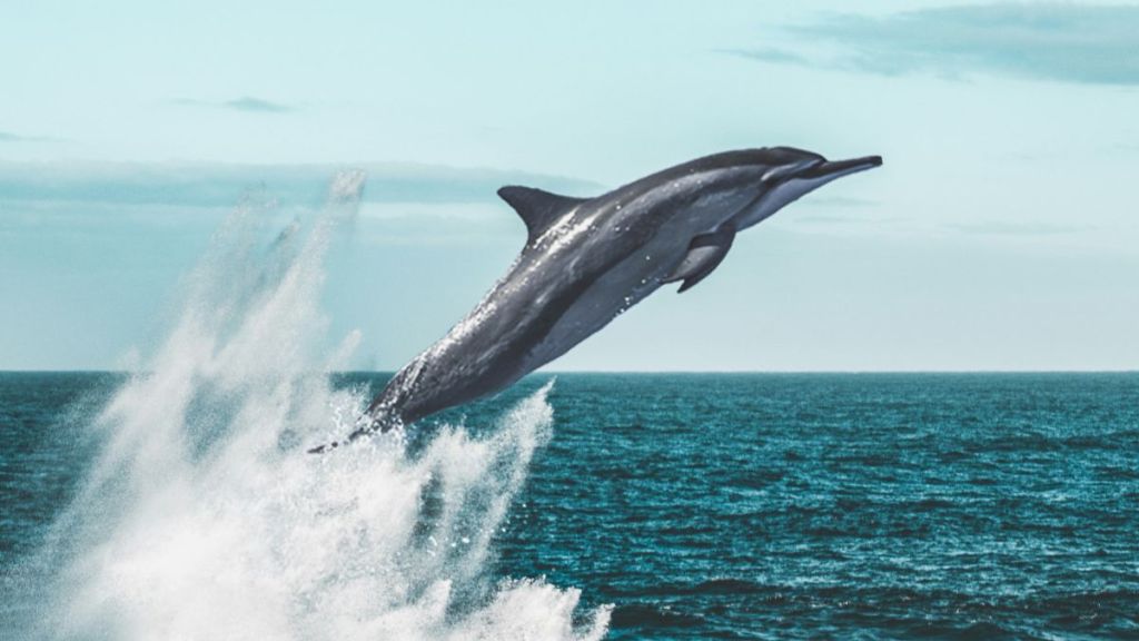 A dolphin leaping out of the water with a splash.