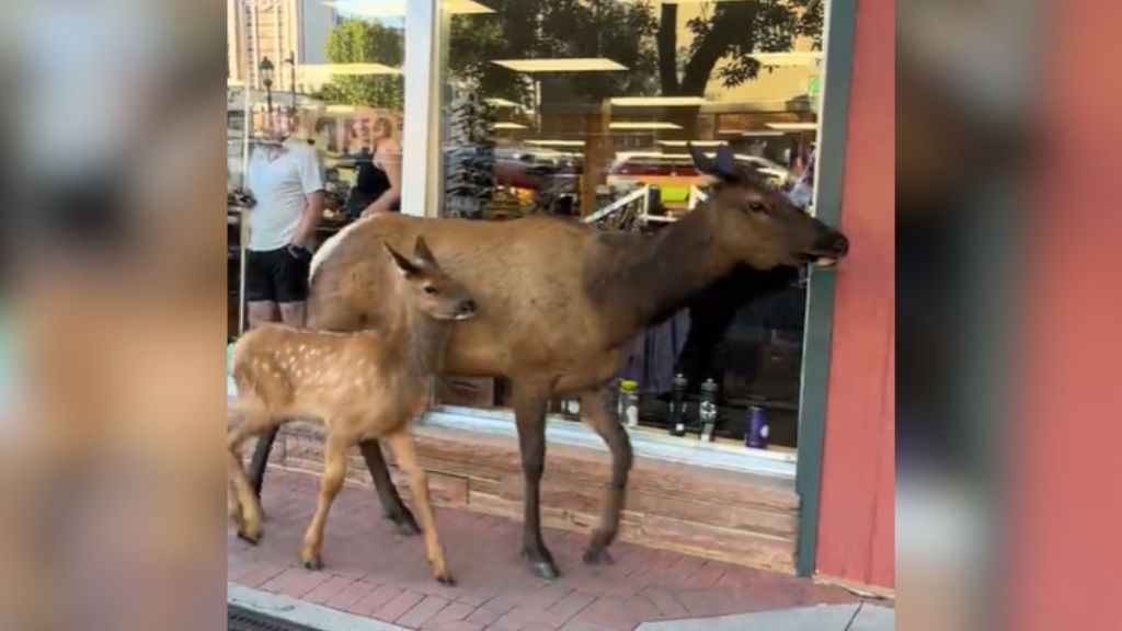 A mother elk and her calf walking down a sidewalk.