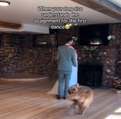 A golden retriever bites his own tail during a couple's first dance at their wedding. 