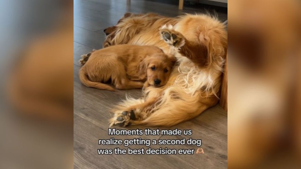 A grown-up golden retriever cuddling with a puppy.