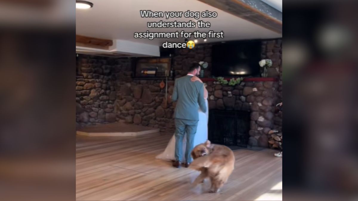 Golden Retriever “understands the task” at the wedding