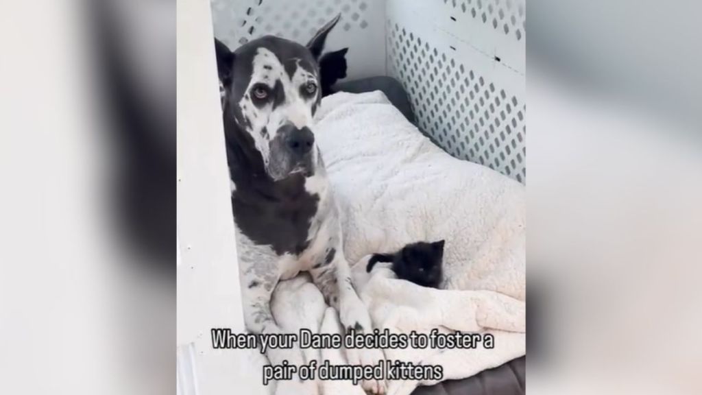 A Great Dane snuggling with two black kittens.