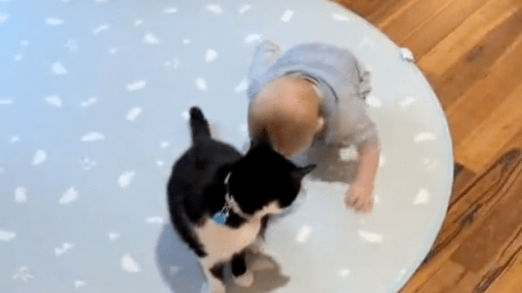 Baby learns cat language