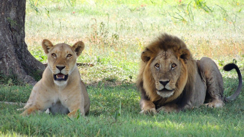 Two lions stare at the camera, eyes wide, seemingly surprised