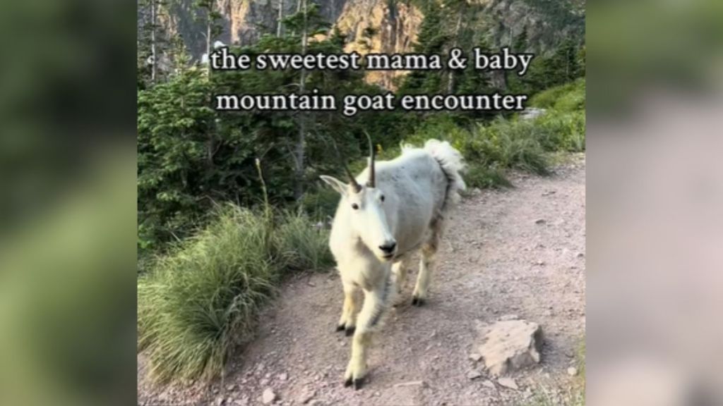 A white mountain goat walking down a trail.