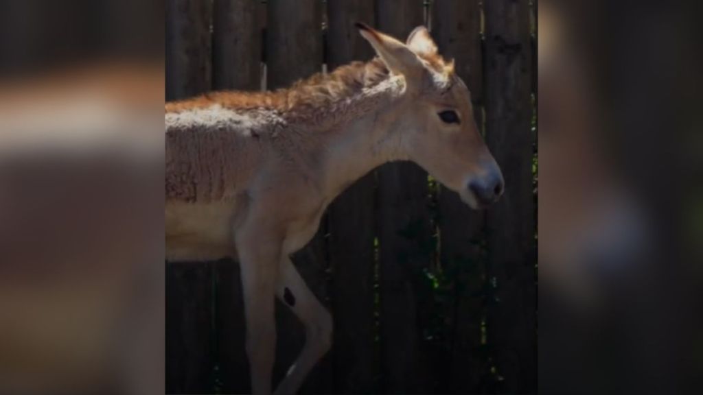 An onager foal wandering around his enclosure at the zoo.