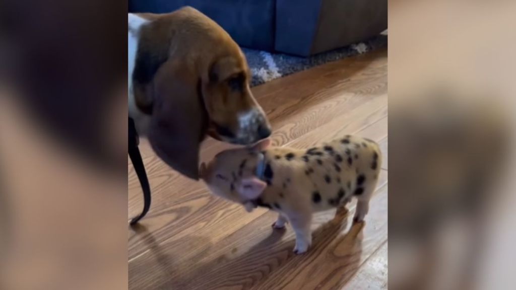 A dog and a baby pig touching noses.