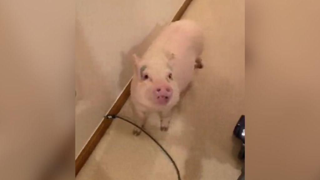 A pig standing in a hallway and looking up.