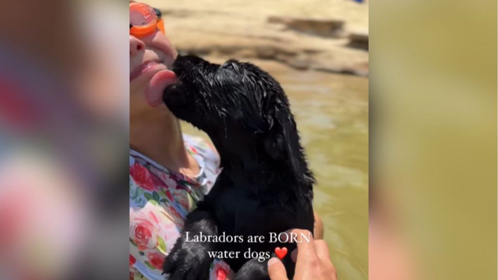 A wet Labrador retriever puppy licking someone's face.