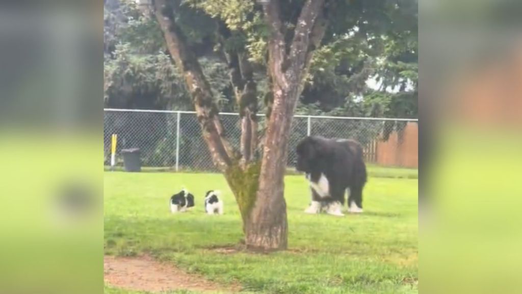 A Newfoundland playing outside with puppies.