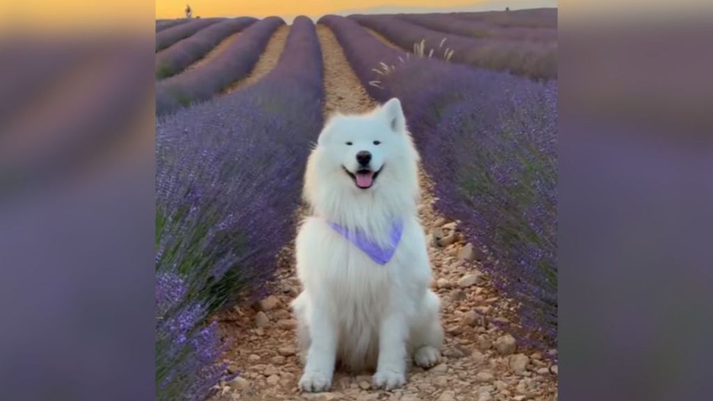 A white dog sitting in a field of lavender.