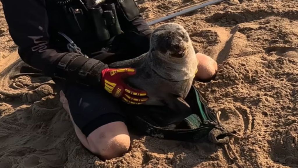 A baby seal sitting with a human rescuer in the sand.