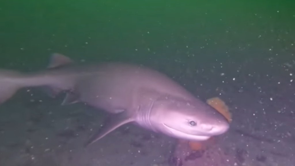 A bluntnose six gill shark swims around in Canadian waters