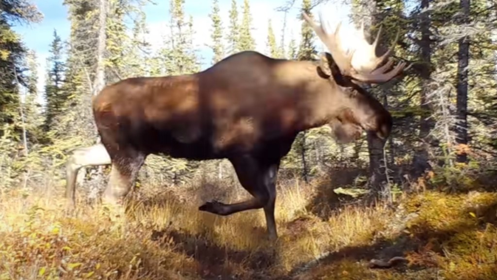 Side-view of a massive moose walking past a trail cam in the forest