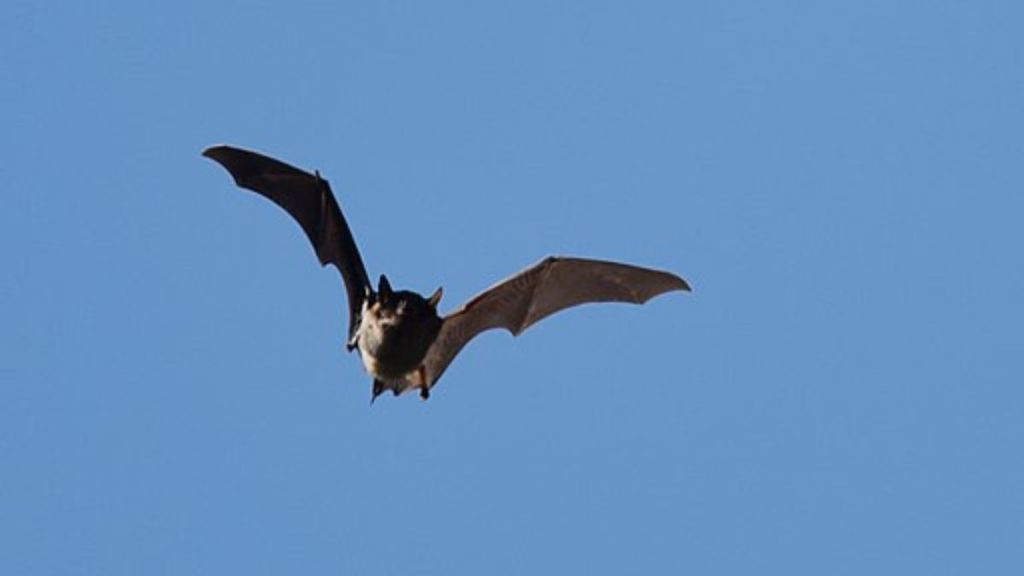 Image is a stock photo of a bat in flight against a blue sky.