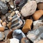 Image shows a petrified horse tooth fossil, possibly from an Ice Age Equus, nestled among rocks on a beach.