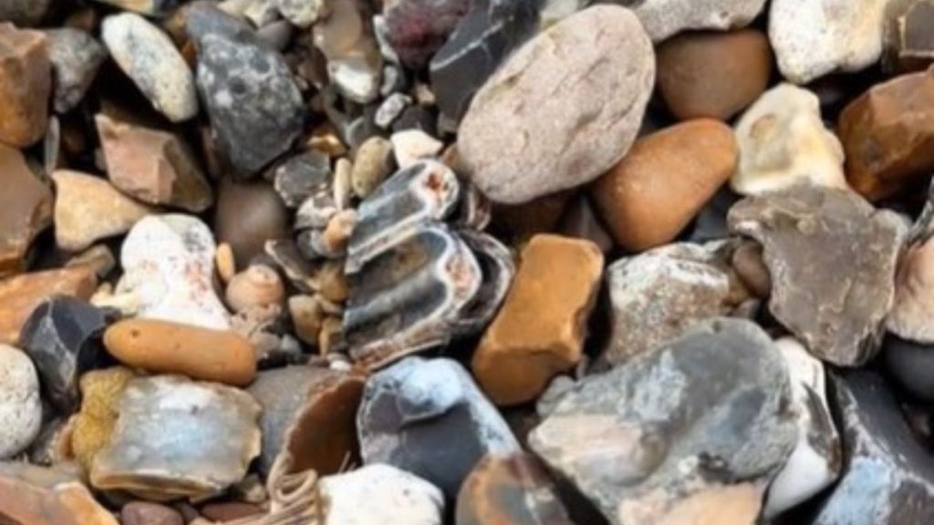 Image shows a petrified horse tooth fossil, possibly from an Ice Age Equus, nestled among rocks on a beach.