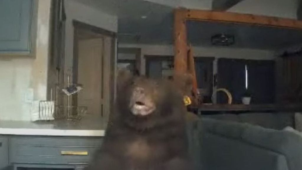 Image shows a bear at the kitchen counter after breaking into a cabin in southern California.