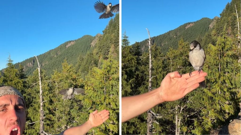 Left image shows a man standing with outstretched arms and two birds flying. Right image shows the smaller bird perched on the hiking man's outstretched arm.