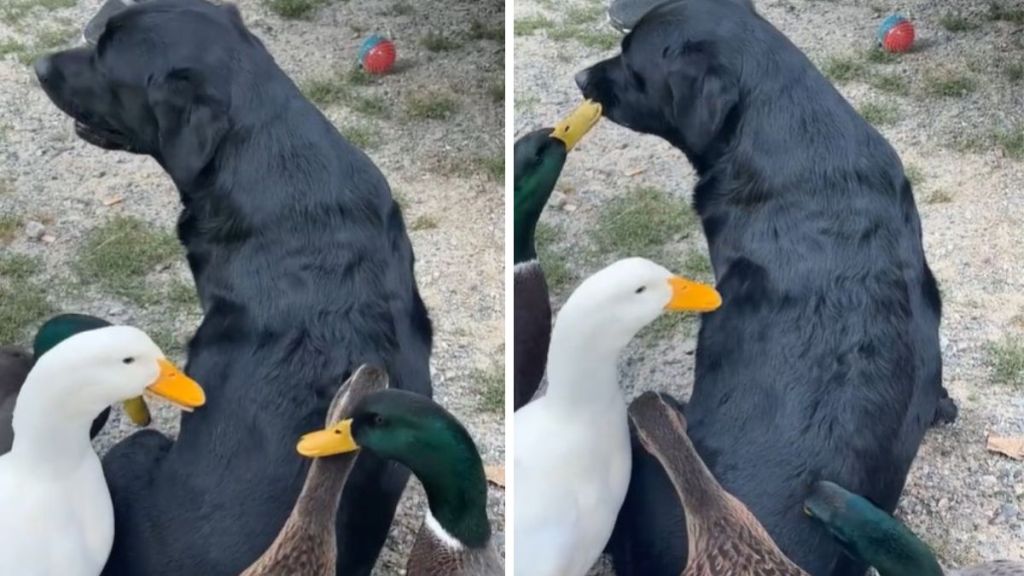 Images show a black being groomed by an eclectic group of ducks.