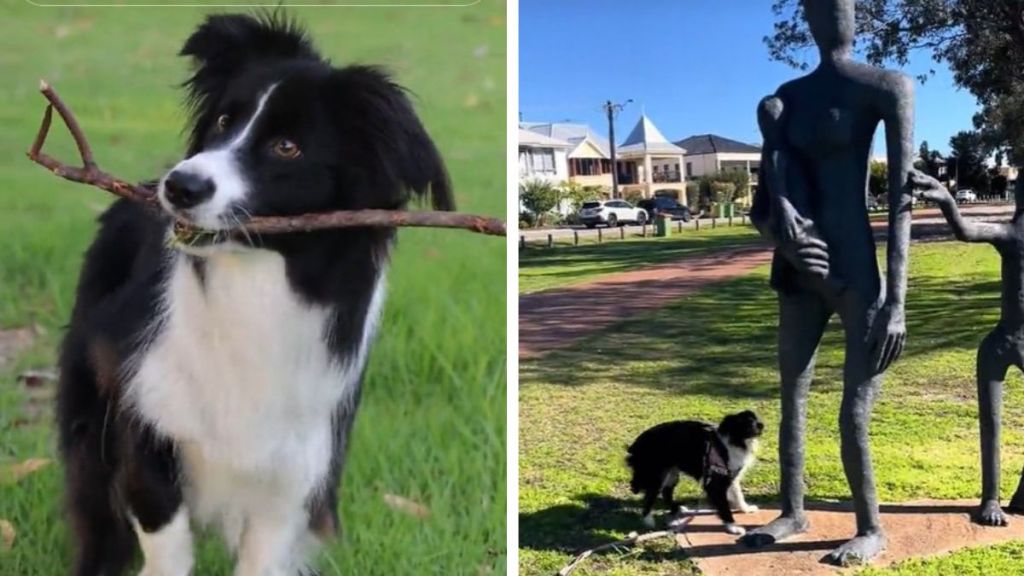 Left image shows Winter the border collie holding a stick. Right image shows her trying to interact with statues.