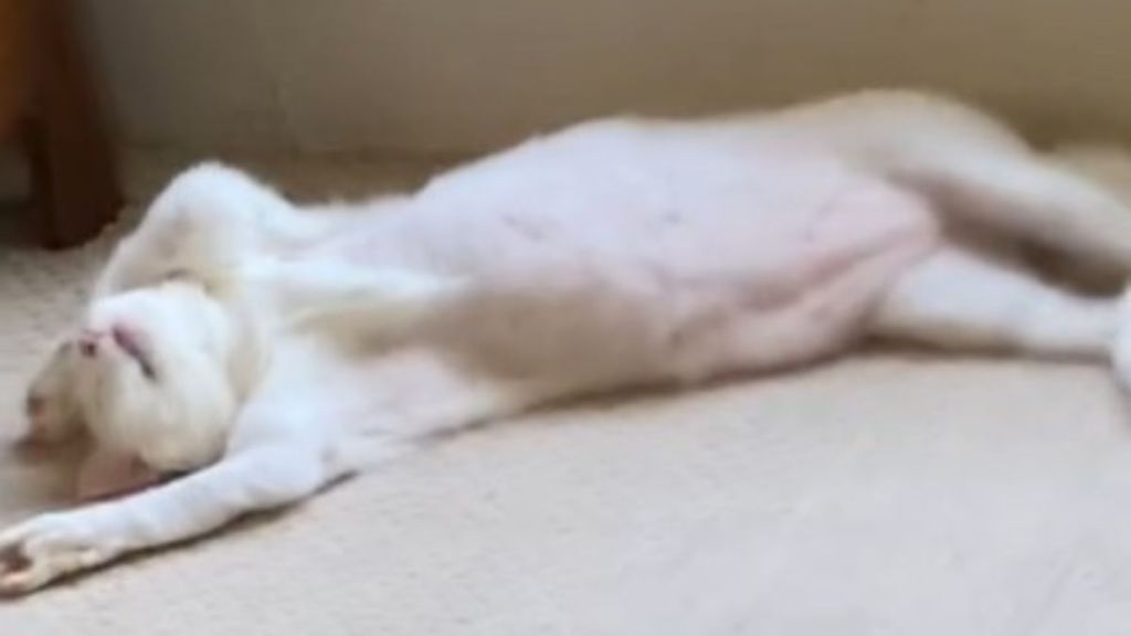 Image shows an exhausted white cat mom as she struggles to raise six ginger kittens. The cat is laying on her back with her front paws covering her face.