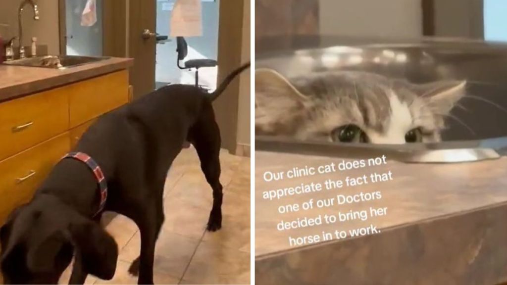 Left image shows a "horse" of a great Dane walking through a vet clinic. Right image is a close up of the clinic cat hiding from the "horse" in a sink.